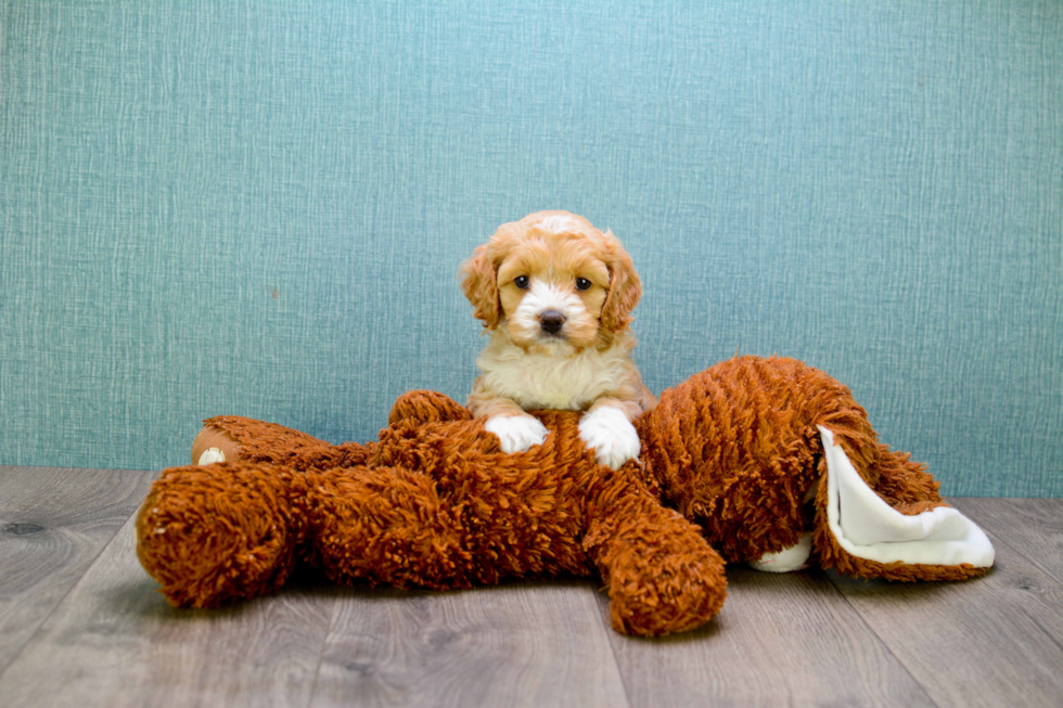 Cavapoo Puppy for Adoption