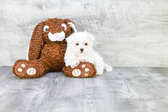 Small Maltese Baby