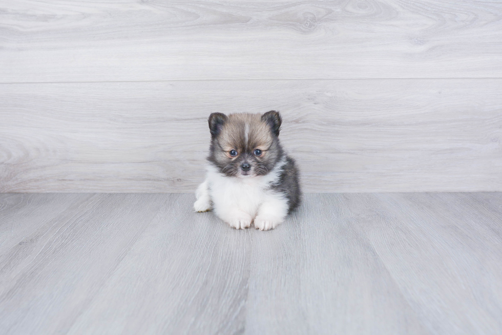 Pomeranian Pup Being Cute