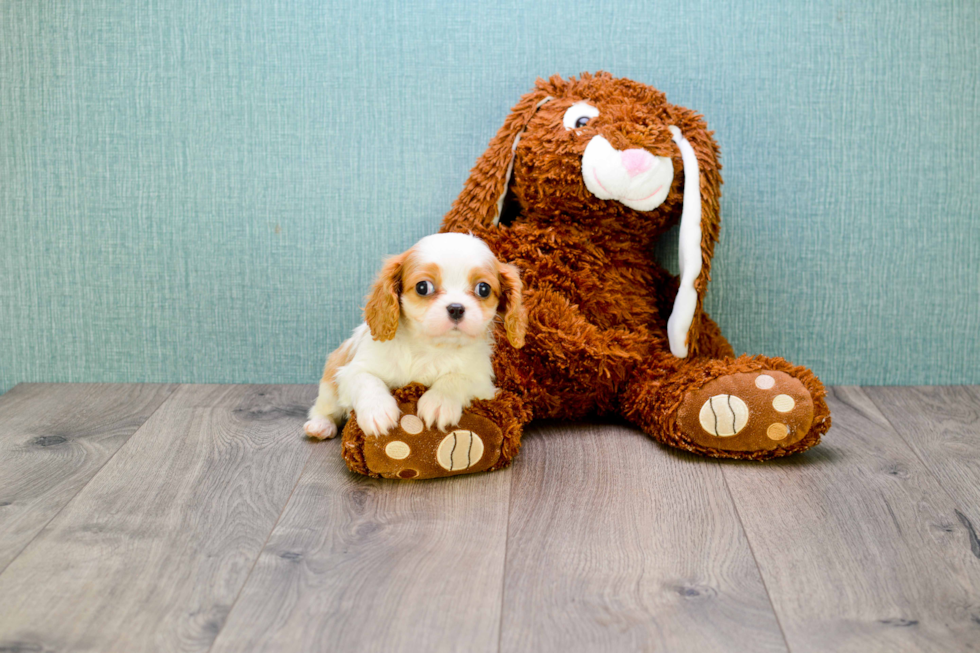 Cavalier King Charles Spaniel Pup Being Cute