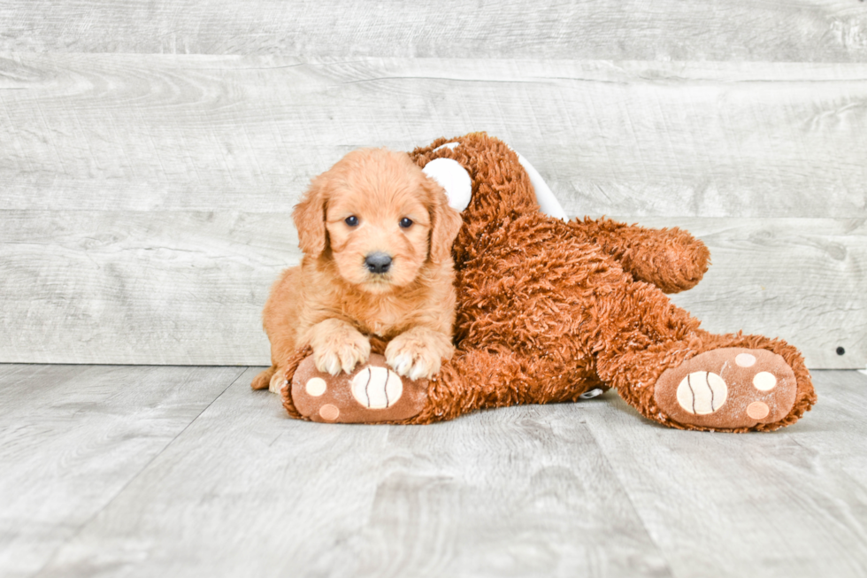 Funny Mini Goldendoodle Poodle Mix Pup