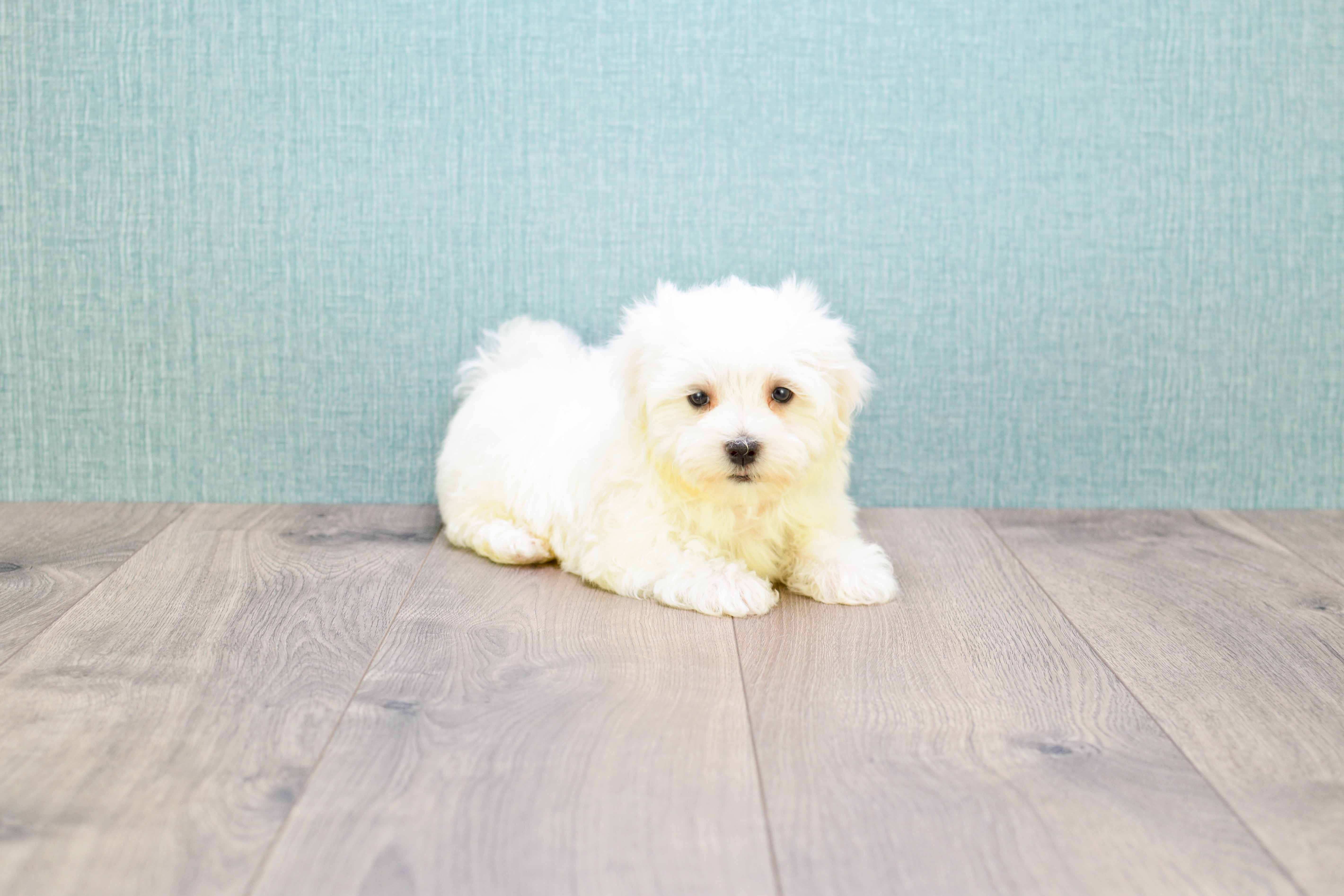 Little Maltese Purebred Pup