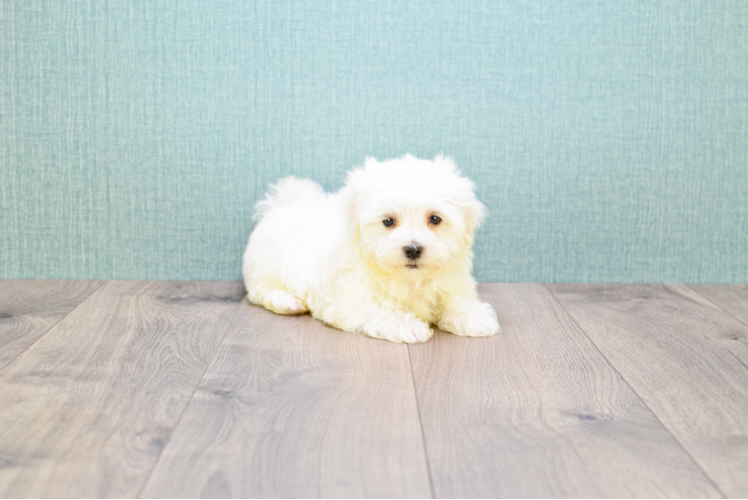 Little Maltese Purebred Pup