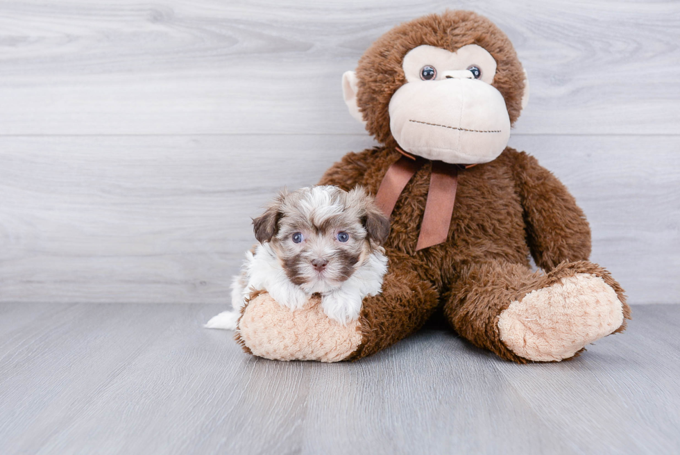 Playful Havanese Baby