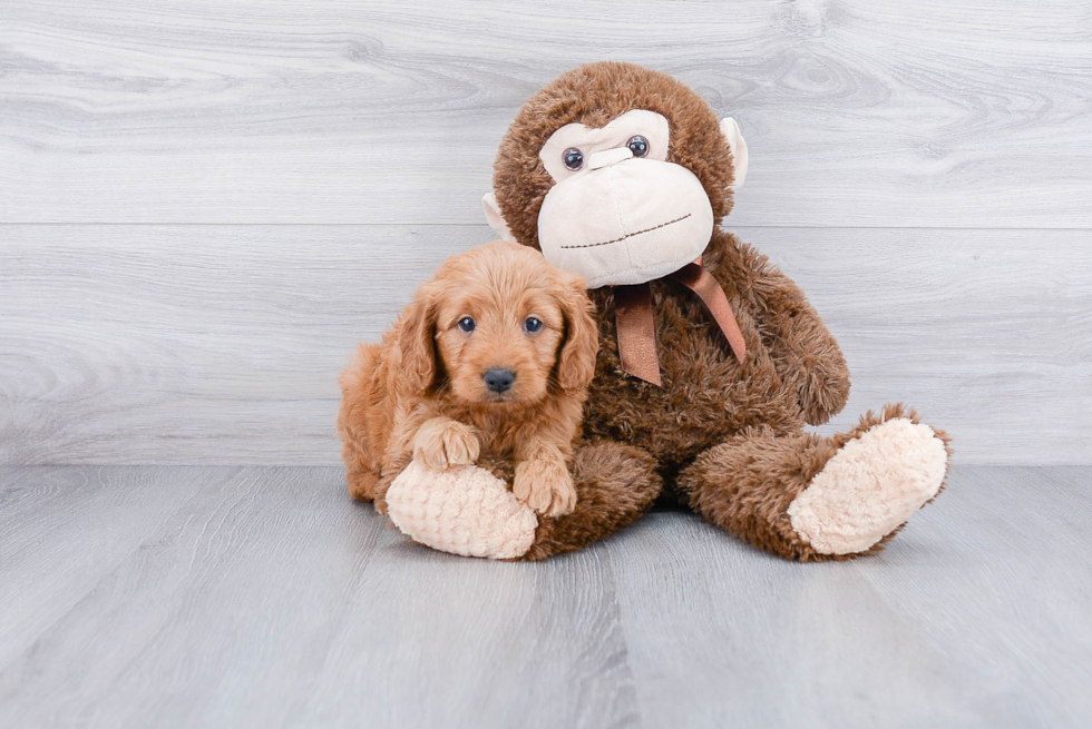 Mini Goldendoodle Pup Being Cute