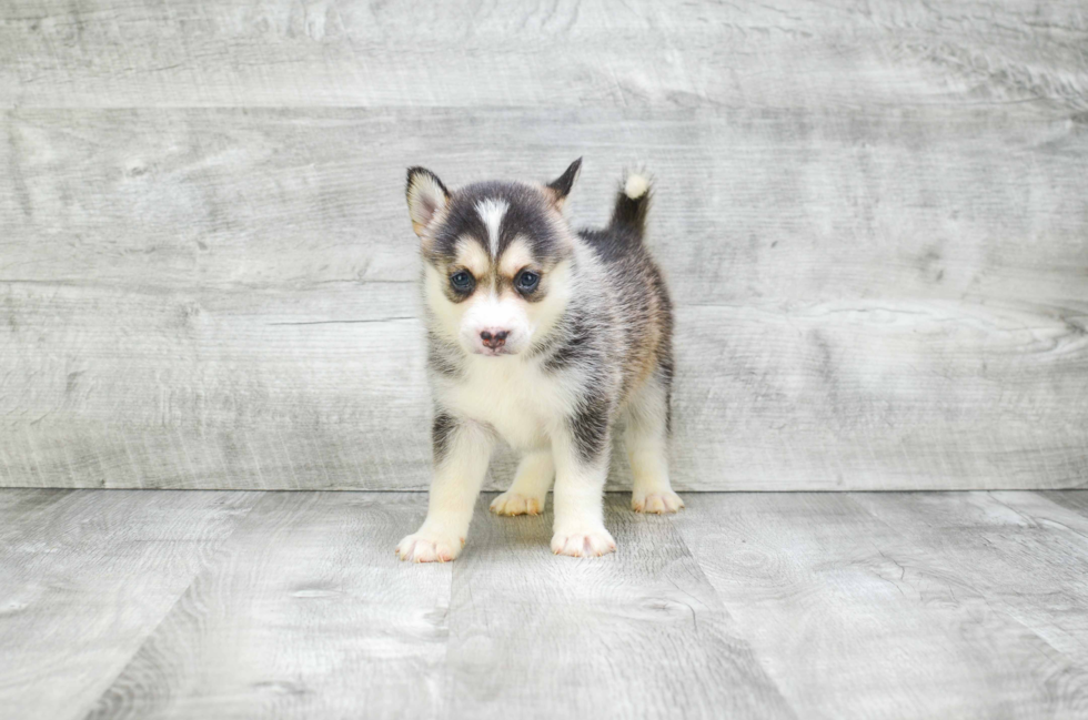 Pomsky Puppy for Adoption