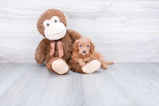 Little Golden Retriever Poodle Mix Puppy