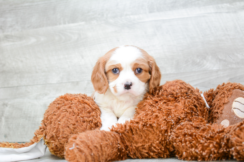 Fluffy Cavalier King Charles Spaniel Purebred Puppy