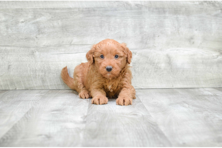 Best Mini Goldendoodle Baby