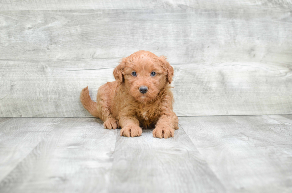 Best Mini Goldendoodle Baby