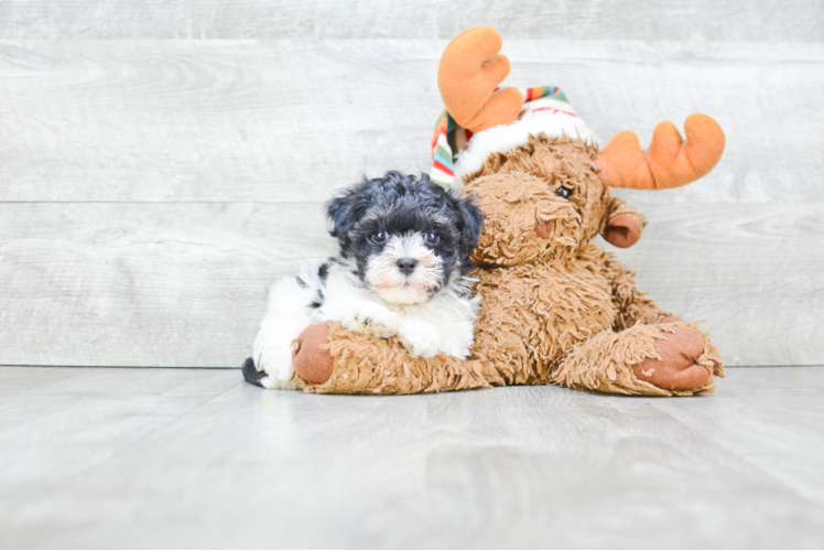 Akc Registered Havanese Baby