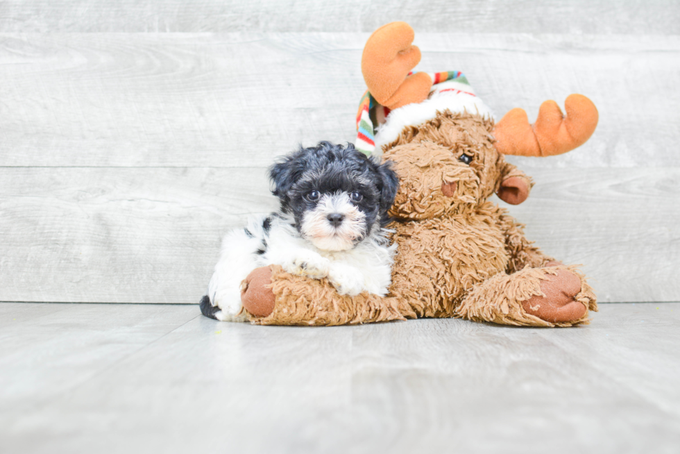 Akc Registered Havanese Baby