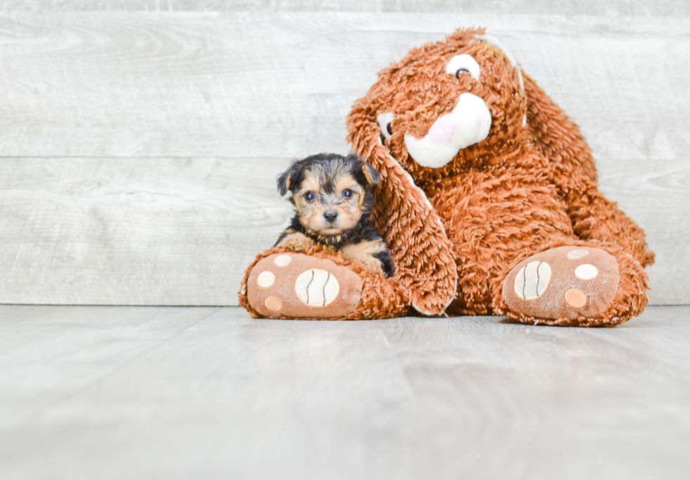 Morkie Pup Being Cute