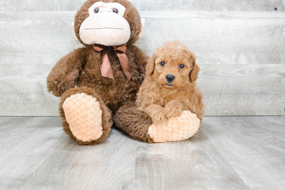 Energetic Golden Retriever Poodle Mix Puppy