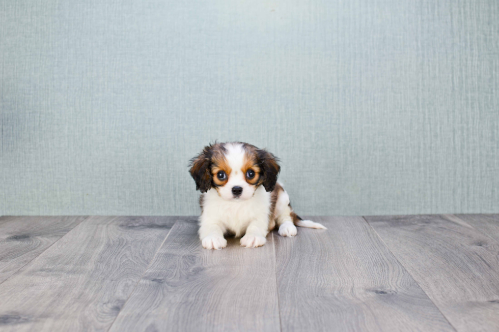 Cavachon Pup Being Cute