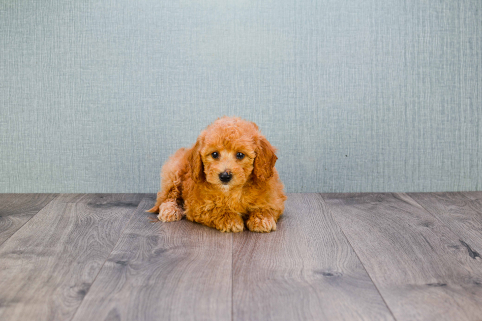 Little Golden Retriever Poodle Mix Puppy