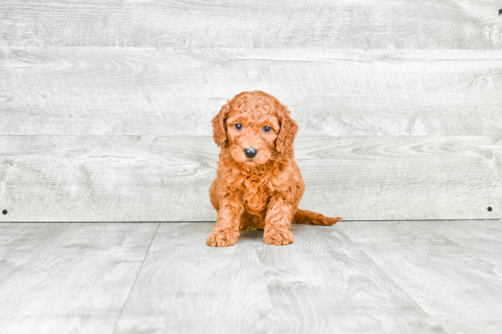 Playful Golden Retriever Poodle Mix Puppy