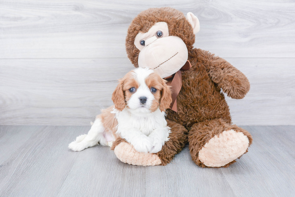 Cavalier King Charles Spaniel Puppy for Adoption