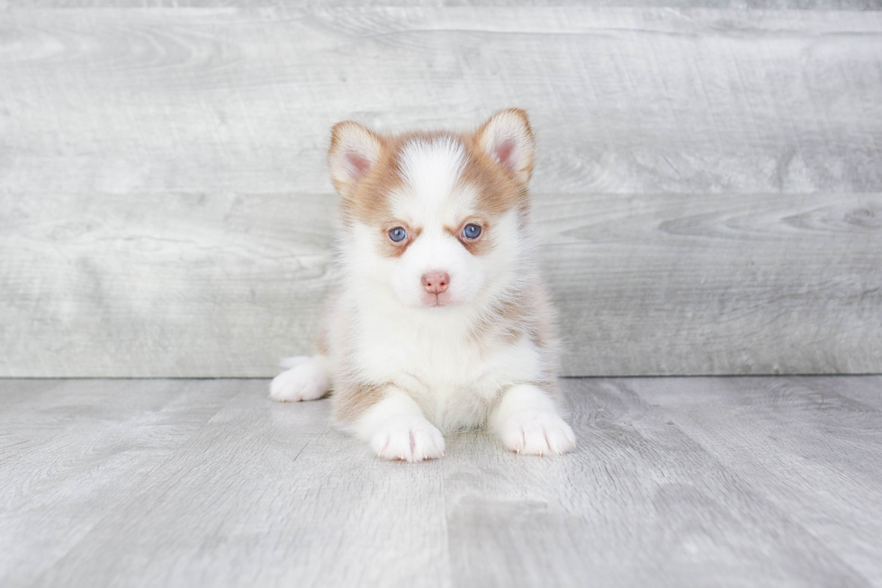 Pomsky Pup Being Cute