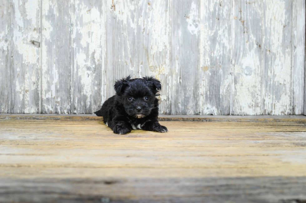 Adorable Yorkie Designer Puppy