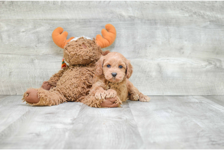 Small Cockapoo Baby