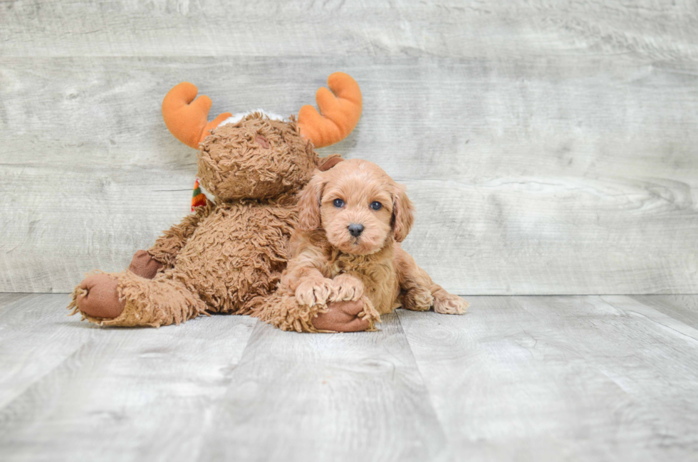 Small Cockapoo Baby