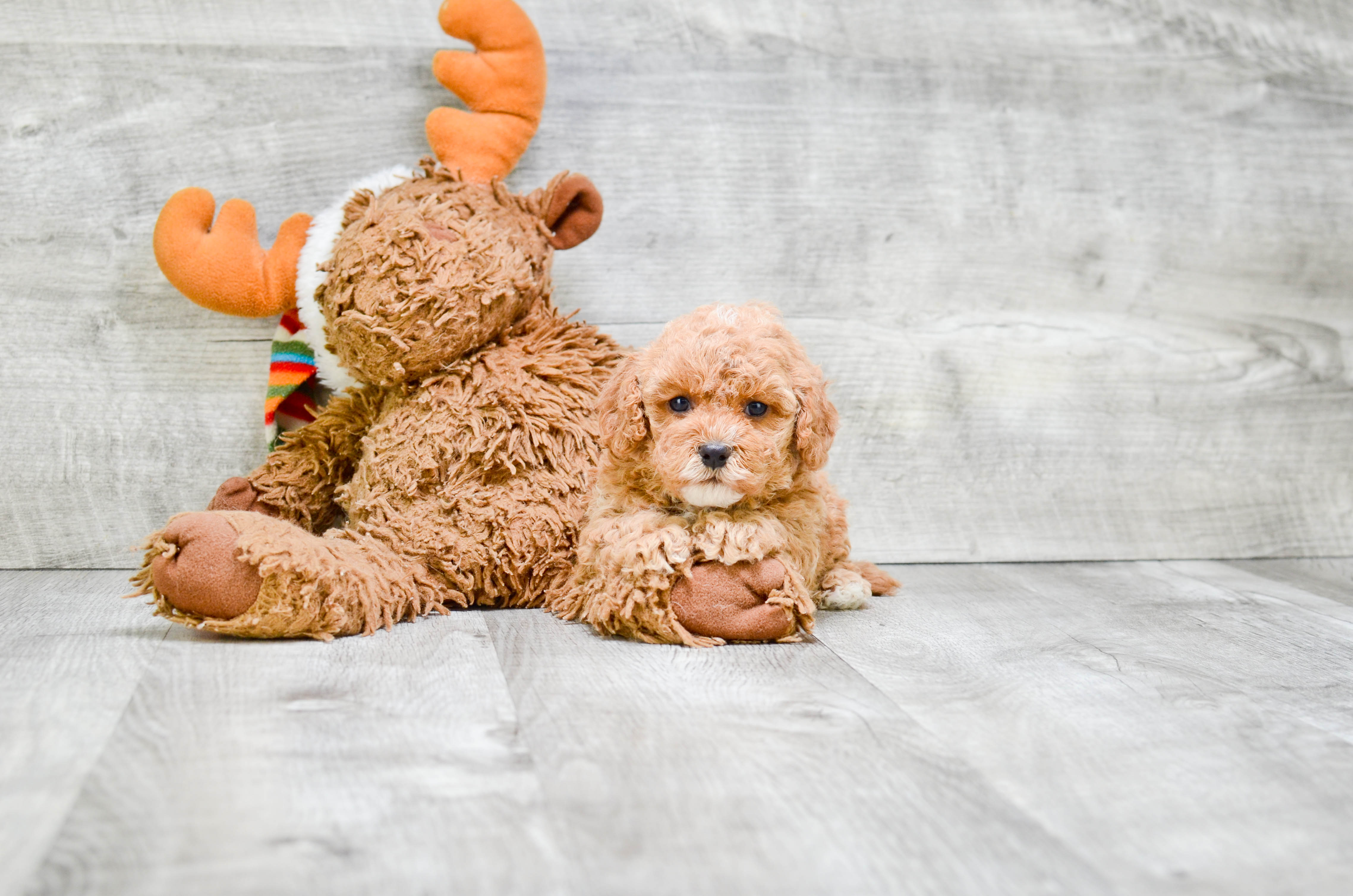 Sweet Cavapoo Baby