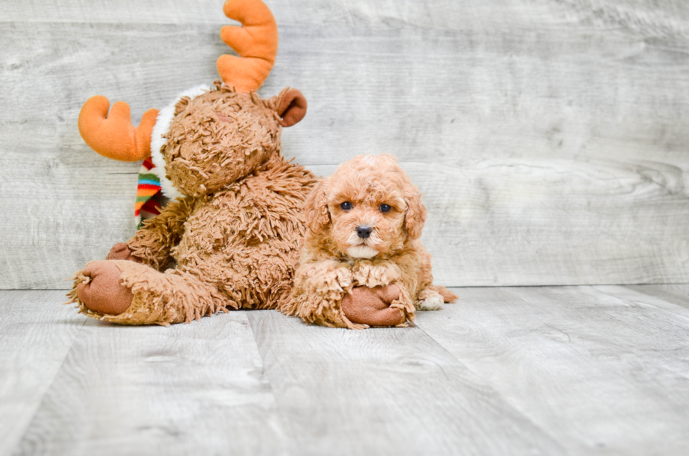 Sweet Cavapoo Baby