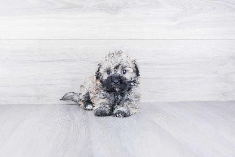 Akc Registered Havanese Purebred Pup