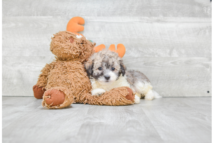 Havanese Puppy for Adoption