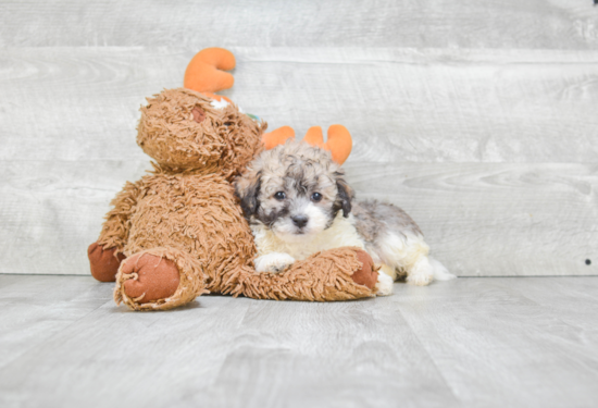 Havanese Puppy for Adoption