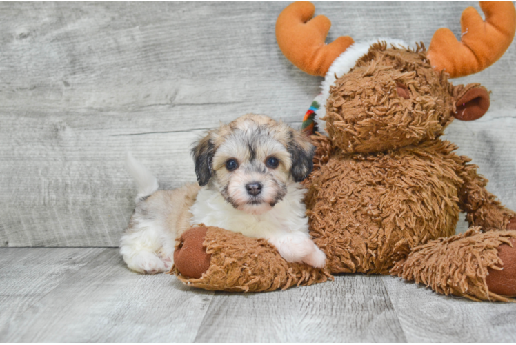 Fluffy Havanese Purebred Puppy