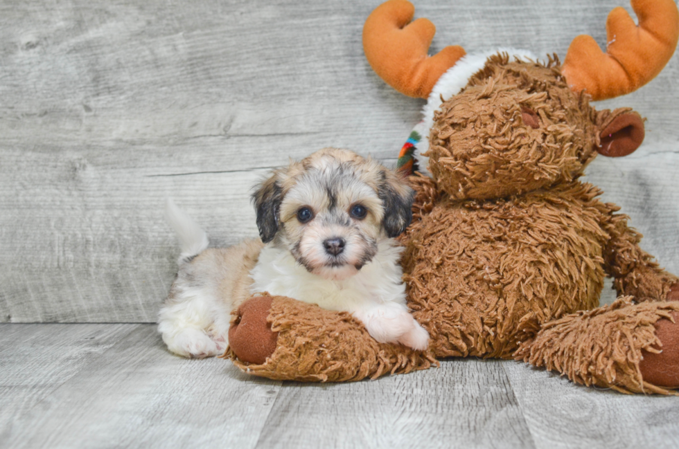 Fluffy Havanese Purebred Puppy