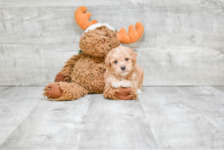 Smart Maltipoo Poodle Mix Pup