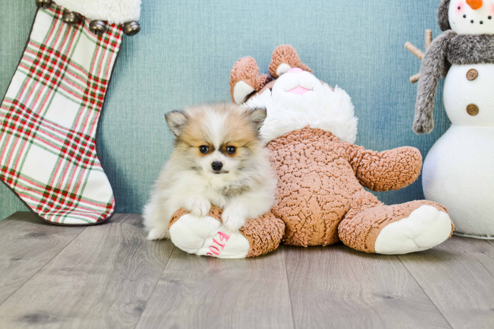 Best Pomeranian Baby