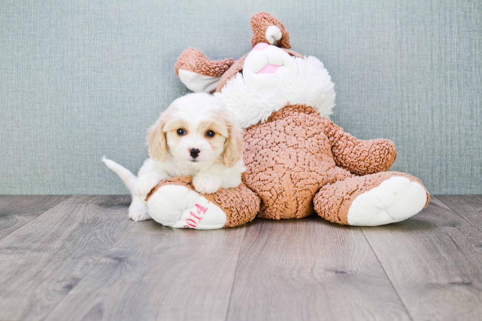 Sweet Cavachon Baby