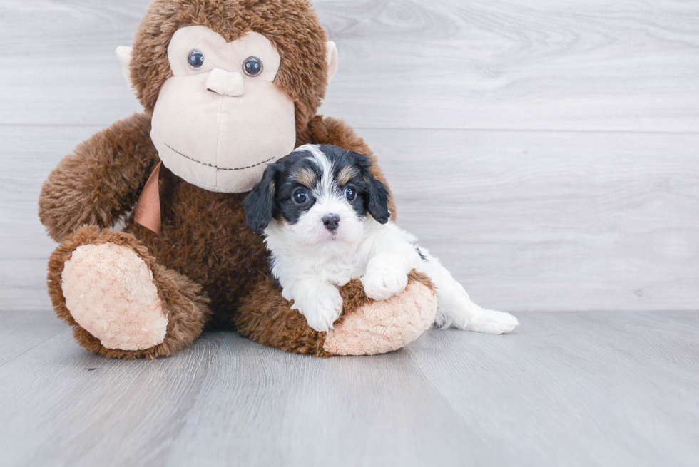 Adorable Cavoodle Poodle Mix Puppy