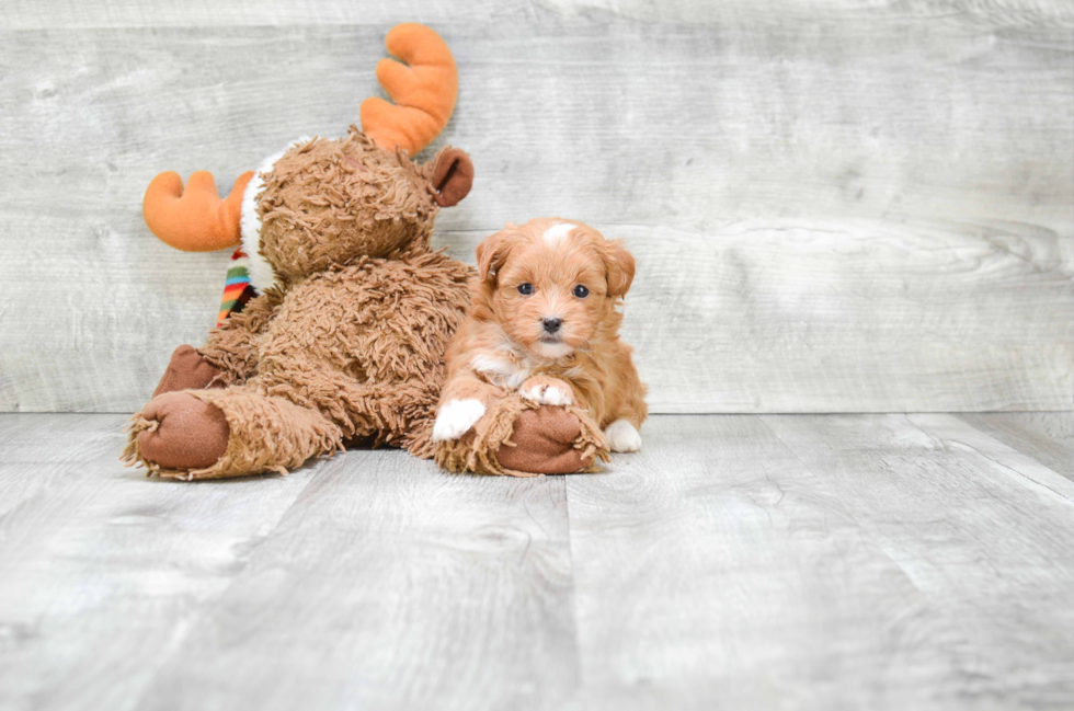 Teddy Bear Pup Being Cute