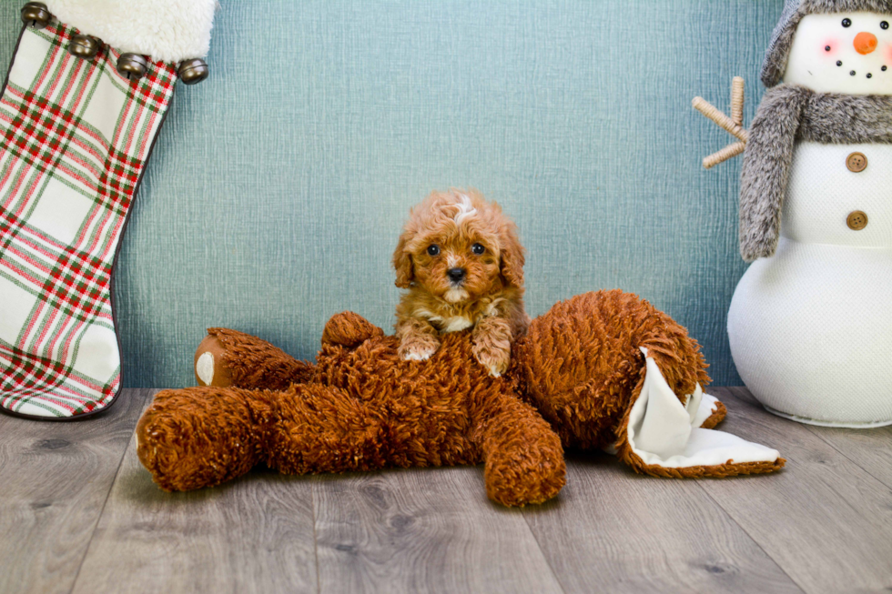 Cavapoo Pup Being Cute