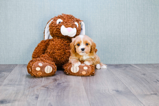 Best Cavapoo Baby