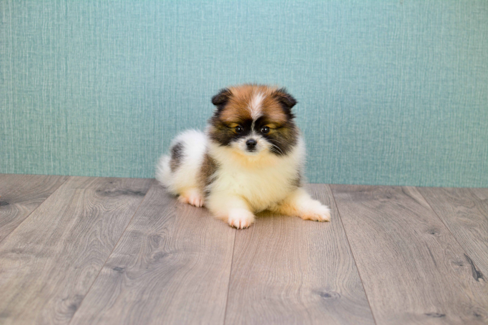 Pomeranian Pup Being Cute