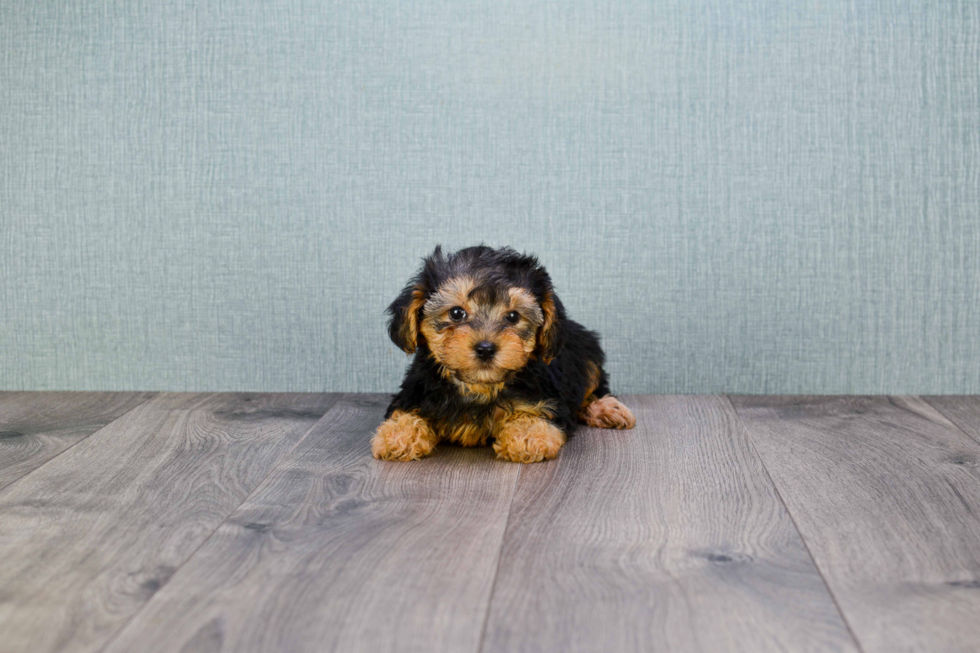 Small Yorkie Poo Baby