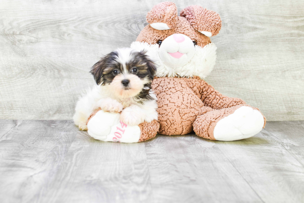 Teddy Bear Pup Being Cute