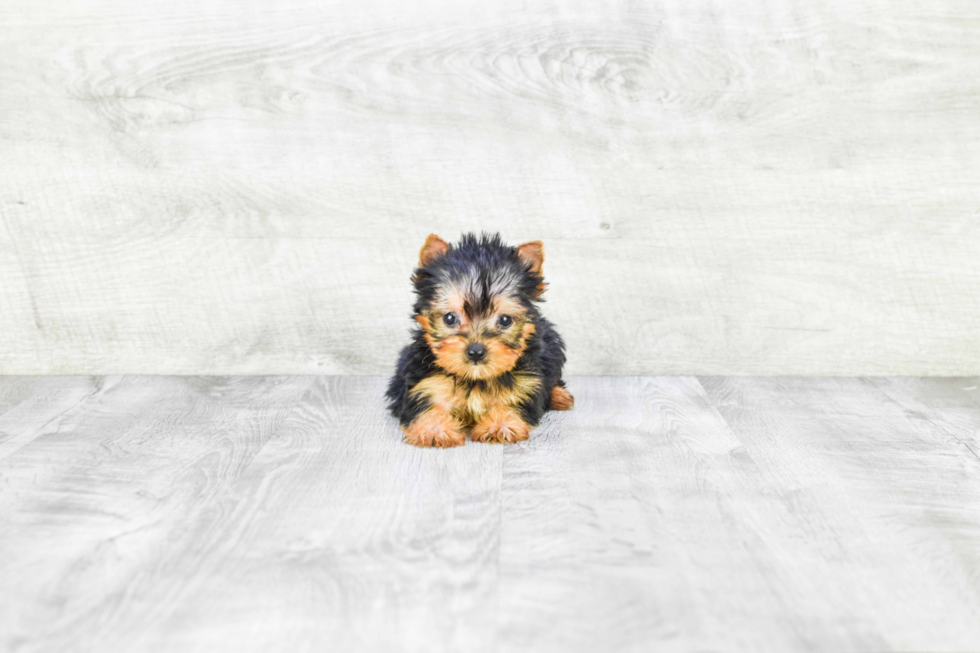 Meet Giselle - our Yorkshire Terrier Puppy Photo 