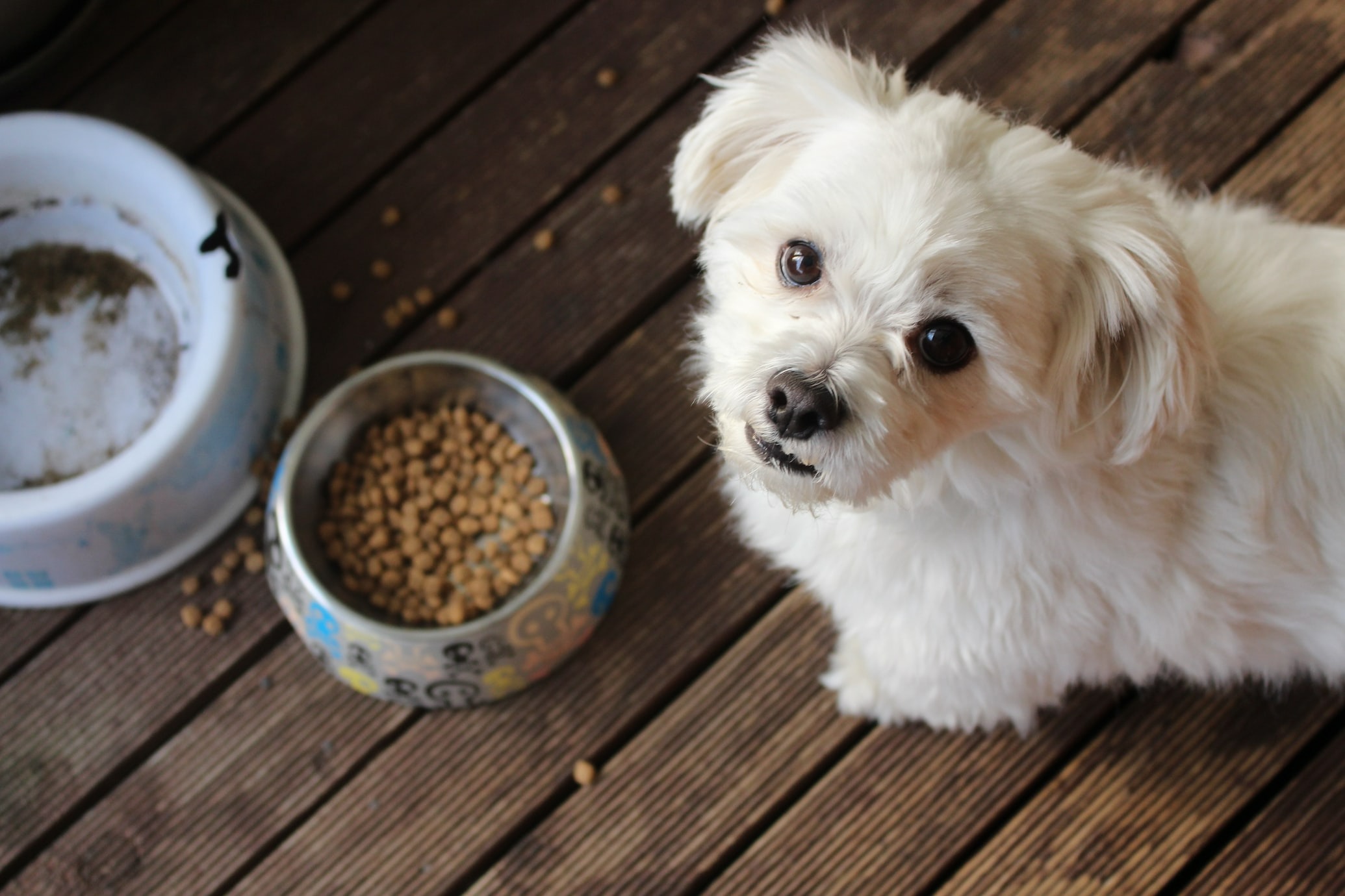 Is it bad for puppies to eat adult dog food best sale