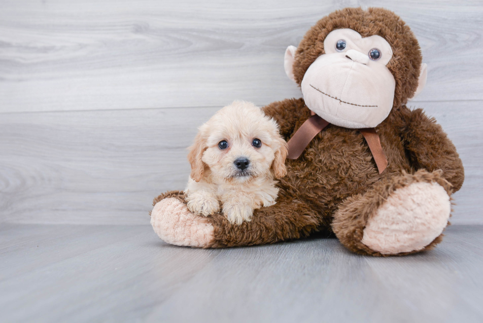 Cavachon Puppy for Adoption