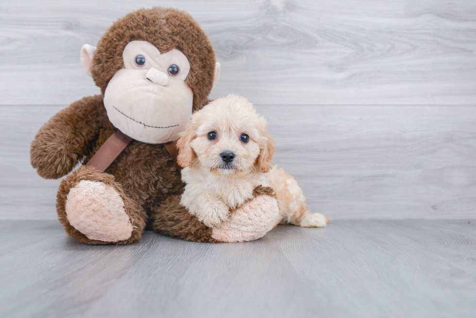 Funny Cavachon Designer Pup