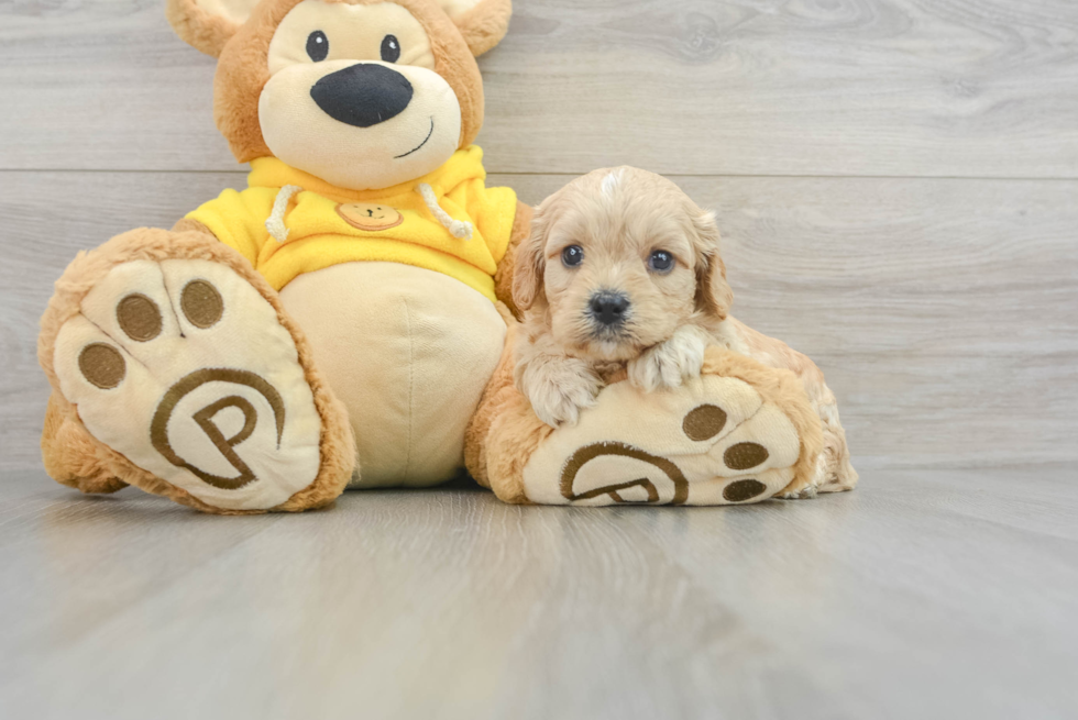 Little Cavachon Aaron: 3lb 11oz Designer Puppy