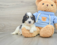 7 week old Cavachon Puppy For Sale - Premier Pups