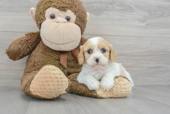 Small Cavachon Baby